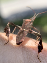 Leptoglossus concolor