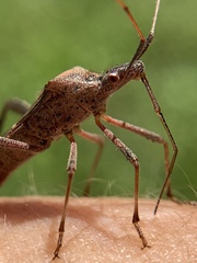 Leptoglossus concolor
