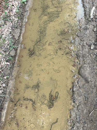 European Toad