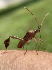 Leptoglossus concolor