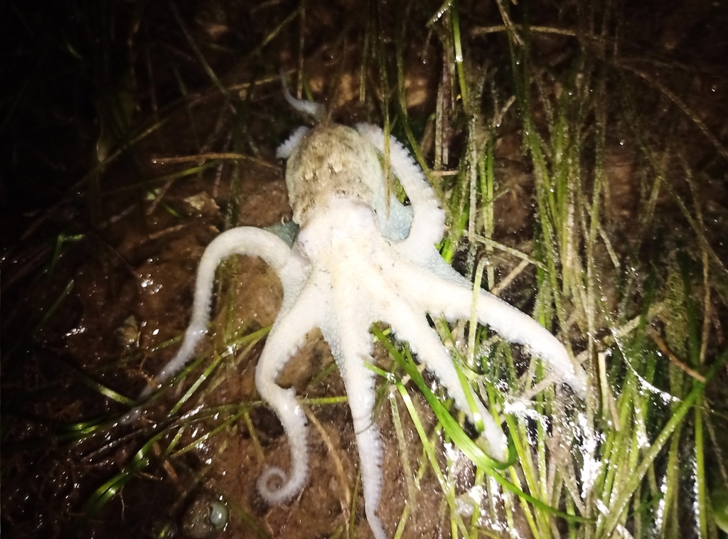 Mexican four-eyed octopus