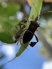 Leptoglossus concolor