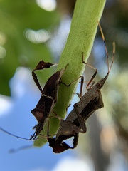 Leptoglossus concolor