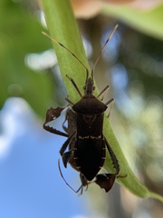 Leptoglossus concolor
