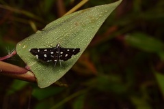 Bocchoris inspersalis