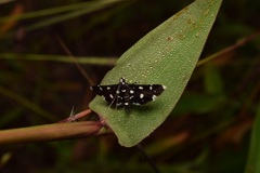 Bocchoris inspersalis