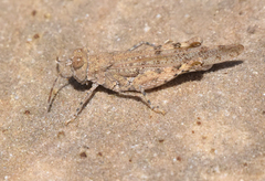 Cibolacris parviceps