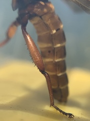 Mydas maculiventris
