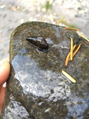 Juga plicifera