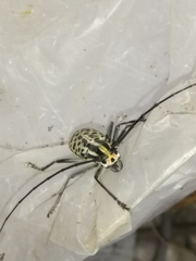 Macrochenus isabellinus