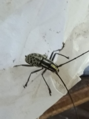 Macrochenus isabellinus