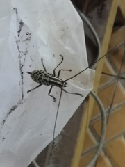 Macrochenus isabellinus