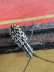 Macrochenus isabellinus