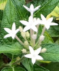 Pentas