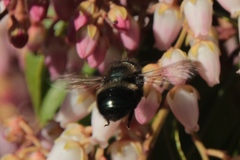 Osmia lignaria propinqua