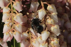 Osmia lignaria propinqua