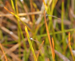 Agriocnemis dobsoni