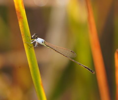 Agriocnemis dobsoni