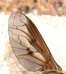 Exoprosopa agassizii