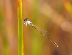 Agriocnemis dobsoni