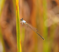Agriocnemis dobsoni