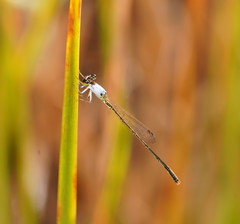 Agriocnemis dobsoni