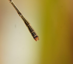 Agriocnemis dobsoni