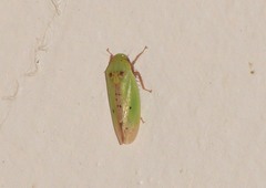 Ponana