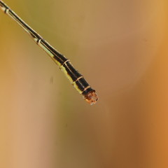 Agriocnemis dobsoni
