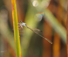 Agriocnemis dobsoni