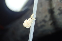 Dalceridae