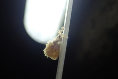 Dalceridae