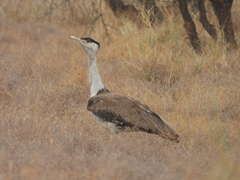 Great Indian Bustard photo 2