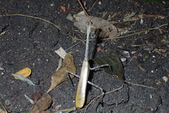 Pseudovates chlorophaea