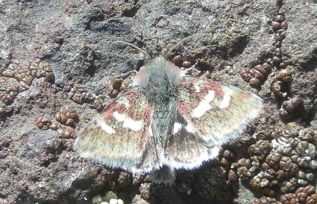 Eutricopis