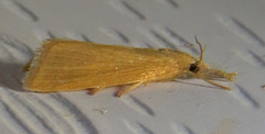 Diatraea evanescens