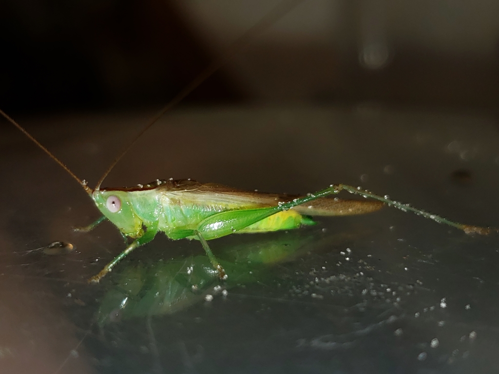 Graceful Meadow Katydid