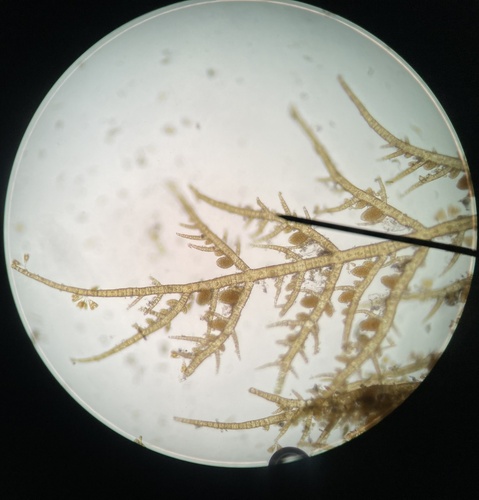 Ectocarpus observed 2025-02-24