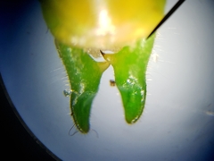 Conocephalus gracillimus