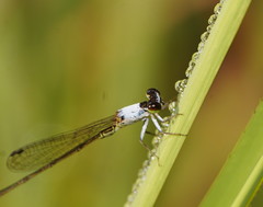 Agriocnemis dobsoni