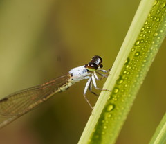 Agriocnemis dobsoni