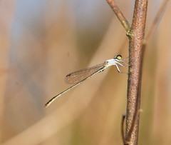 Agriocnemis dobsoni