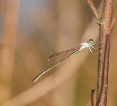 Agriocnemis dobsoni