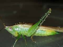 Conocephalus gracillimus