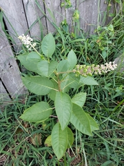 Phytolacca americana