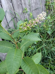 Phytolacca americana