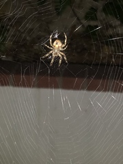 Arachnida