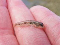 Favonigobius exquisitus