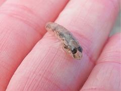 Favonigobius exquisitus