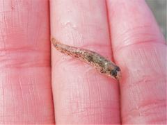 Favonigobius exquisitus